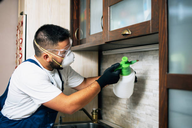 Best Wasp Removal Services  in Edgewater, CO