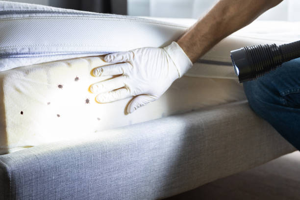Best Emergency Pest Control  in Edgewater, CO